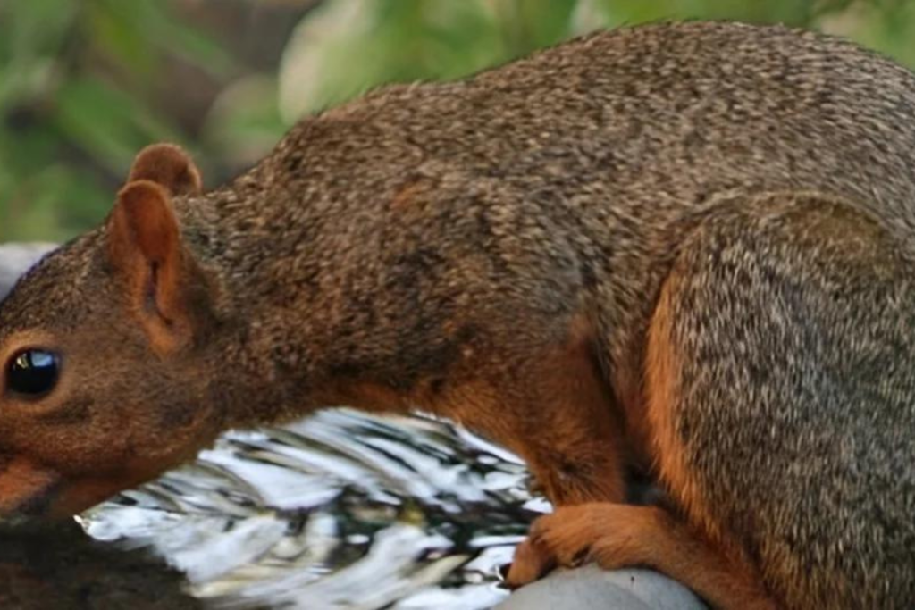 Do Squirrels Drink Water