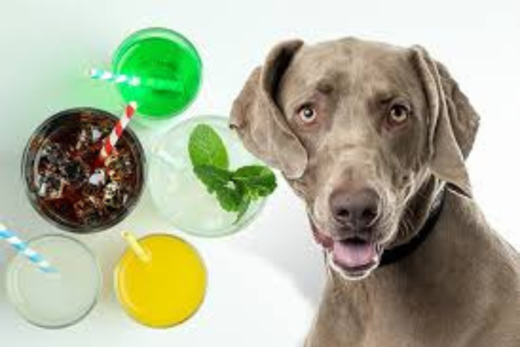 Can Dogs Drink Sugarcane Juice?