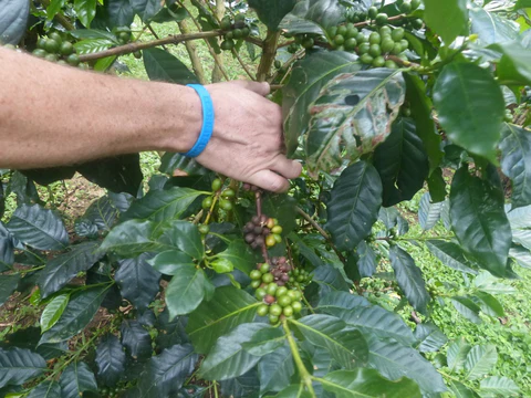 grow coffee in uk